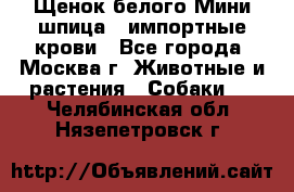 Щенок белого Мини шпица , импортные крови - Все города, Москва г. Животные и растения » Собаки   . Челябинская обл.,Нязепетровск г.